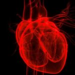NMNは瘢痕化によるマウスの心臓機能障害を改善する