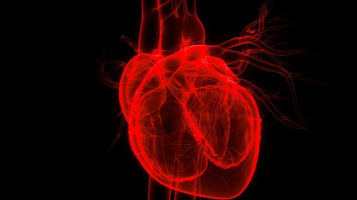 NMNは瘢痕化によるマウスの心臓機能障害を改善する