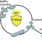NMNなどの分子は網膜のエネルギー生成を改善することで加齢黄斑変性を緩和する