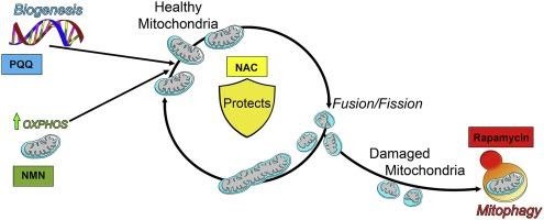 NMNなどの分子は網膜のエネルギー生成を改善することで加齢黄斑変性を緩和する