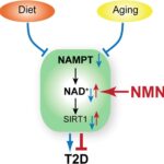 NMNは、マウスの食事と年齢による糖尿病の逆転を助ける