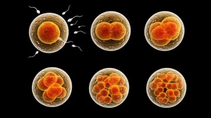 NMNは卵母細胞の質、数量と受精能力を高める