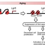 NMNはマウスの腸の幹細胞における加齢変化を改善する