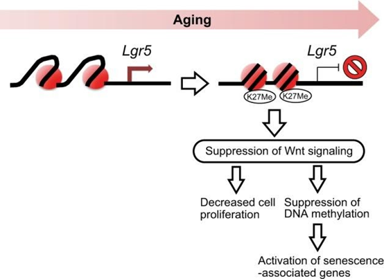 NMNはマウスの腸の幹細胞における加齢変化を改善する